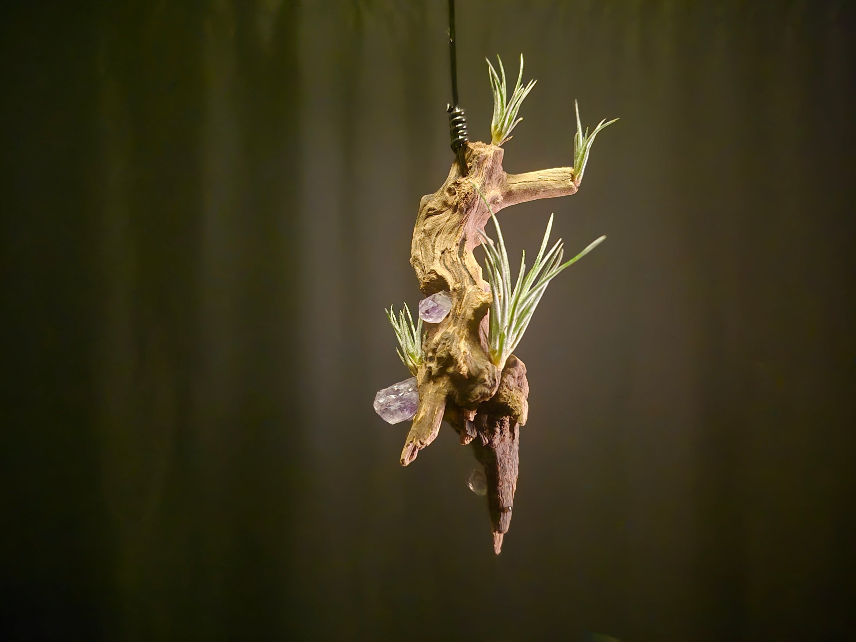 Pringlei Hanging Display with Amethyst