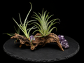 Ionantha, Bulbosa & Lorentziana Air Plant Sampler with Amethyst Clusters