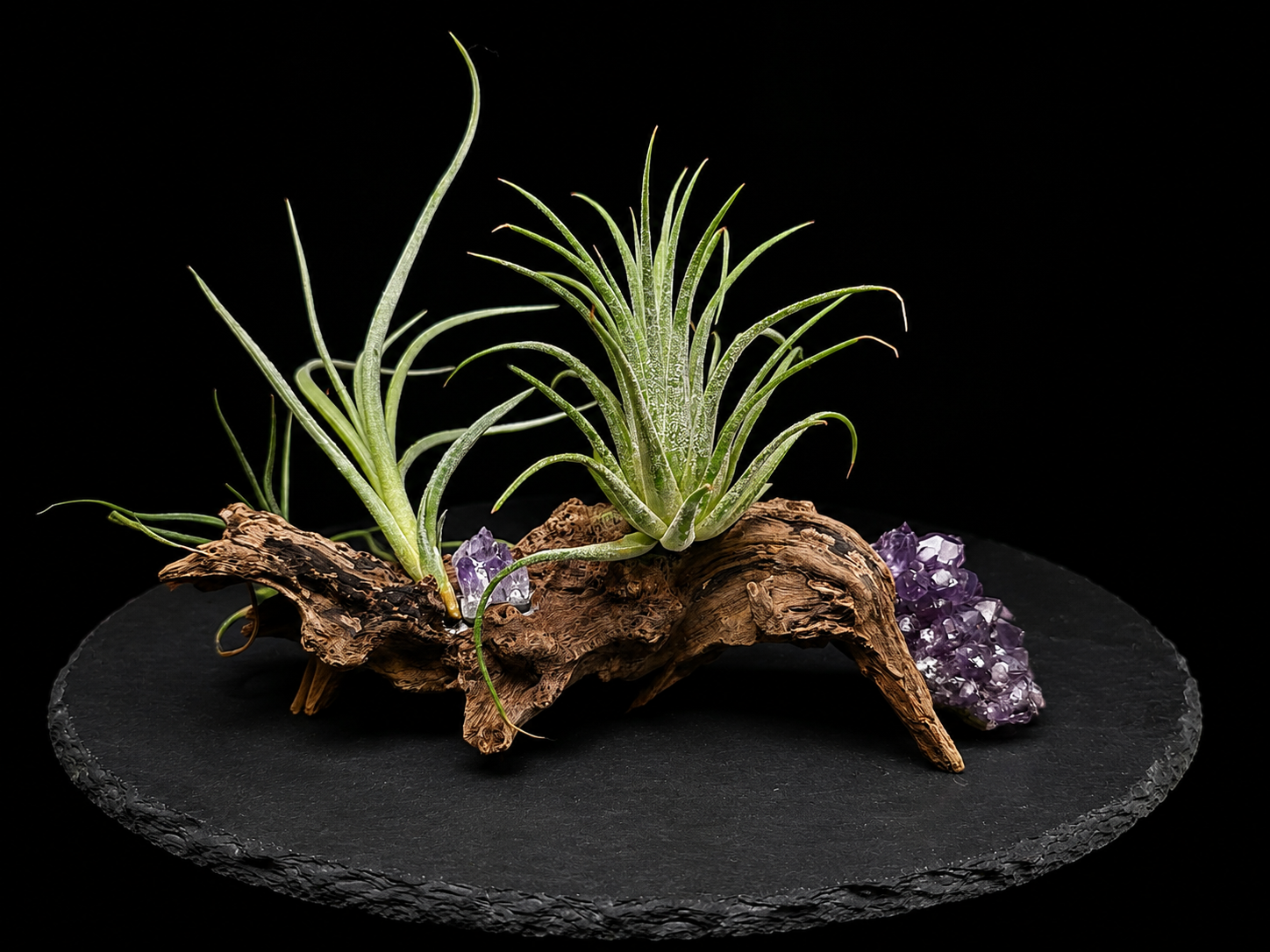 Ionantha, Bulbosa & Lorentziana Air Plant Sampler with Amethyst Clusters