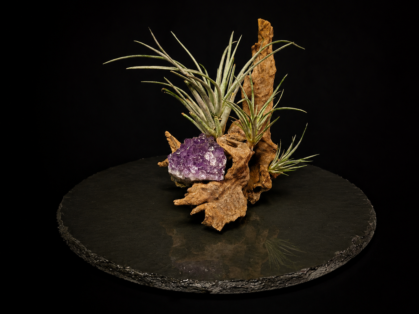 Pringlei Air Plant Display with Amethyst Cluster on Natural Driftwood