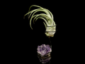 Tillandsia Seleriana with Amethyst Cluster