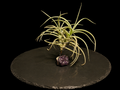 Tillandsia 'Peru Inca Gold' with Amethyst Cluster