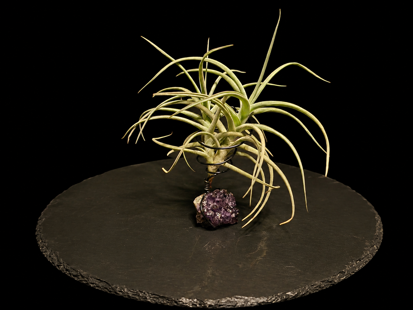 Tillandsia 'Peru Inca Gold' with Amethyst Cluster