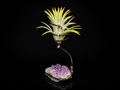 Tillandsia Ionantha 'Druid' with Amethyst Cluster