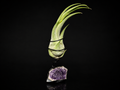 Tillandsia Seleriana with Amethyst Geode