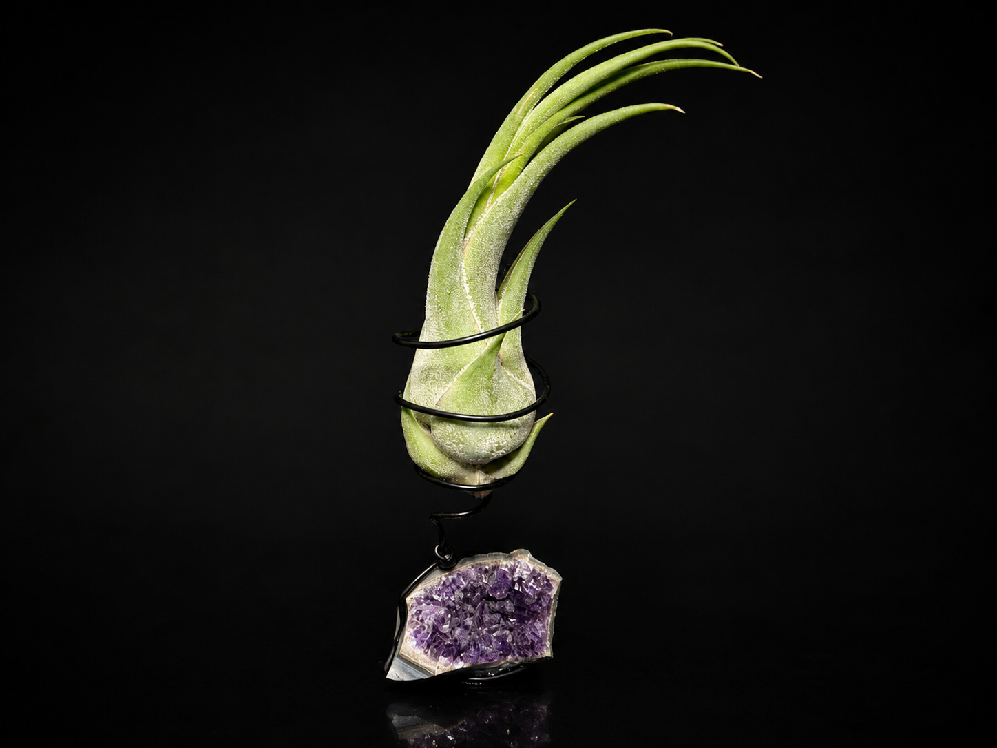 Tillandsia Seleriana with Amethyst Geode