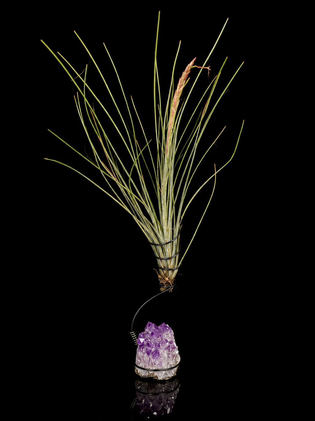 Tillandsia × Floridiana with Amethyst Cluster