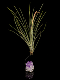 Tillandsia × Floridiana with Amethyst Cluster