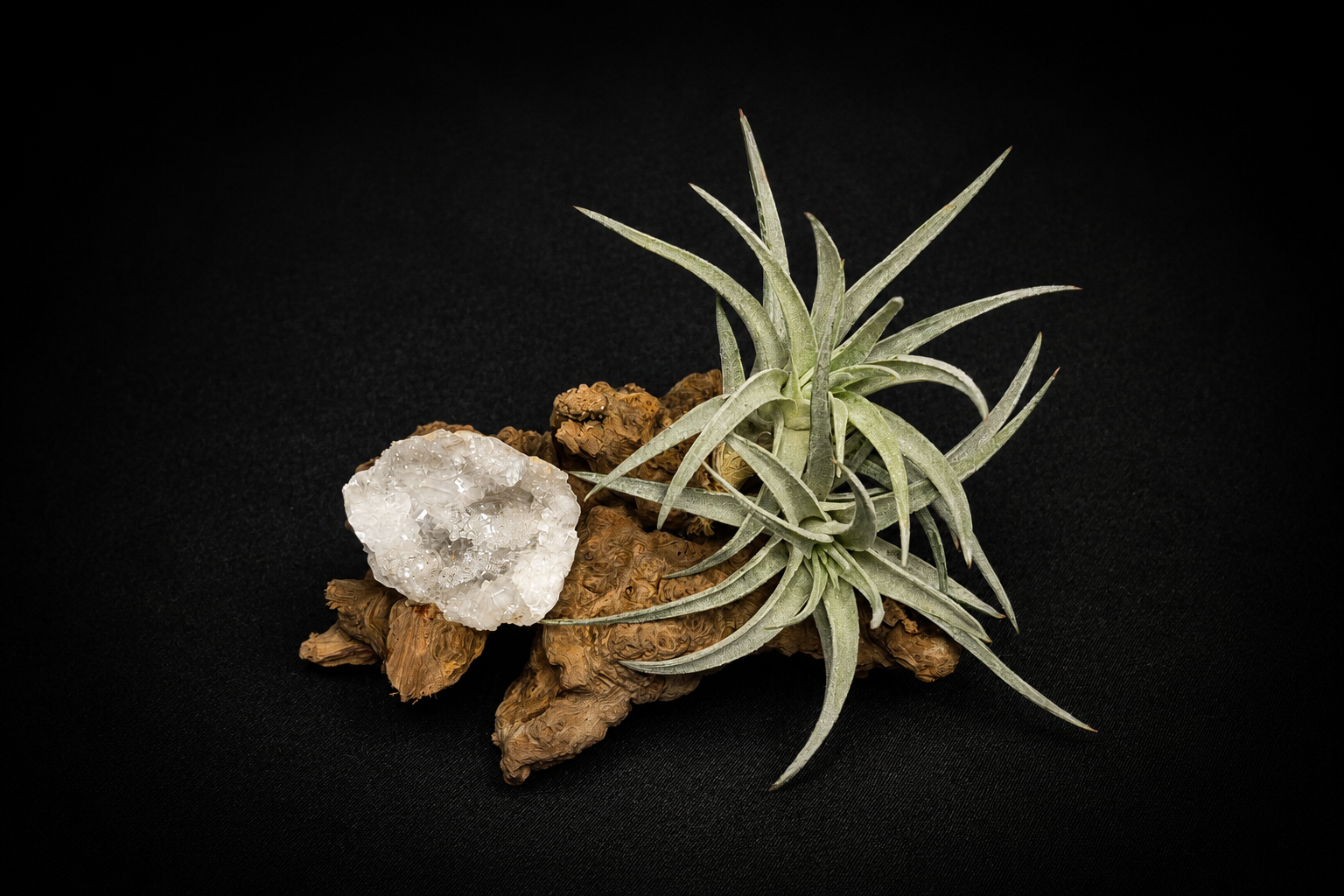 Harrisii Crystal Driftwood Arrangement