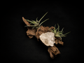Bandensis Miniature Specimen Crystal Mount