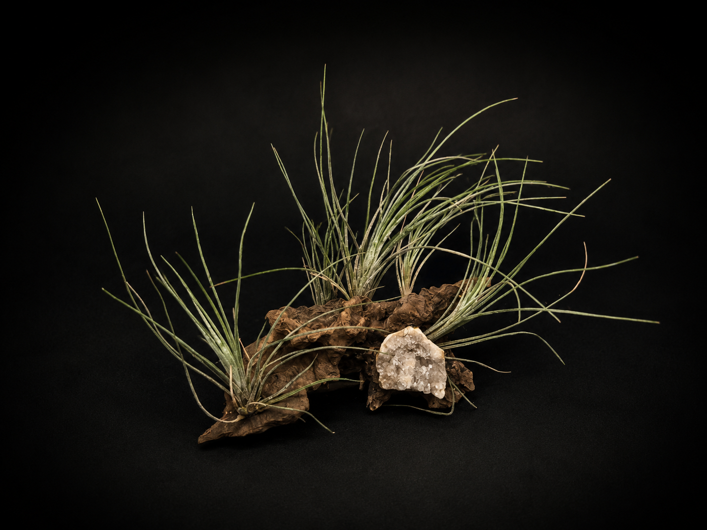 Bartramii Crystal Mount
