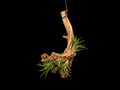 Hanging Araulei (Open Form) Air Plant Mount #1