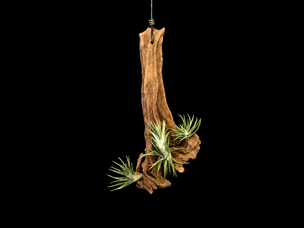 Hanging Araulei (Open Form) Air Plant Mount #2