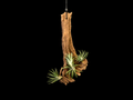 Hanging Araulei (Open Form) Air Plant Mount #2