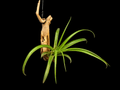 Hanging Fabellata Green Air Plant Mount