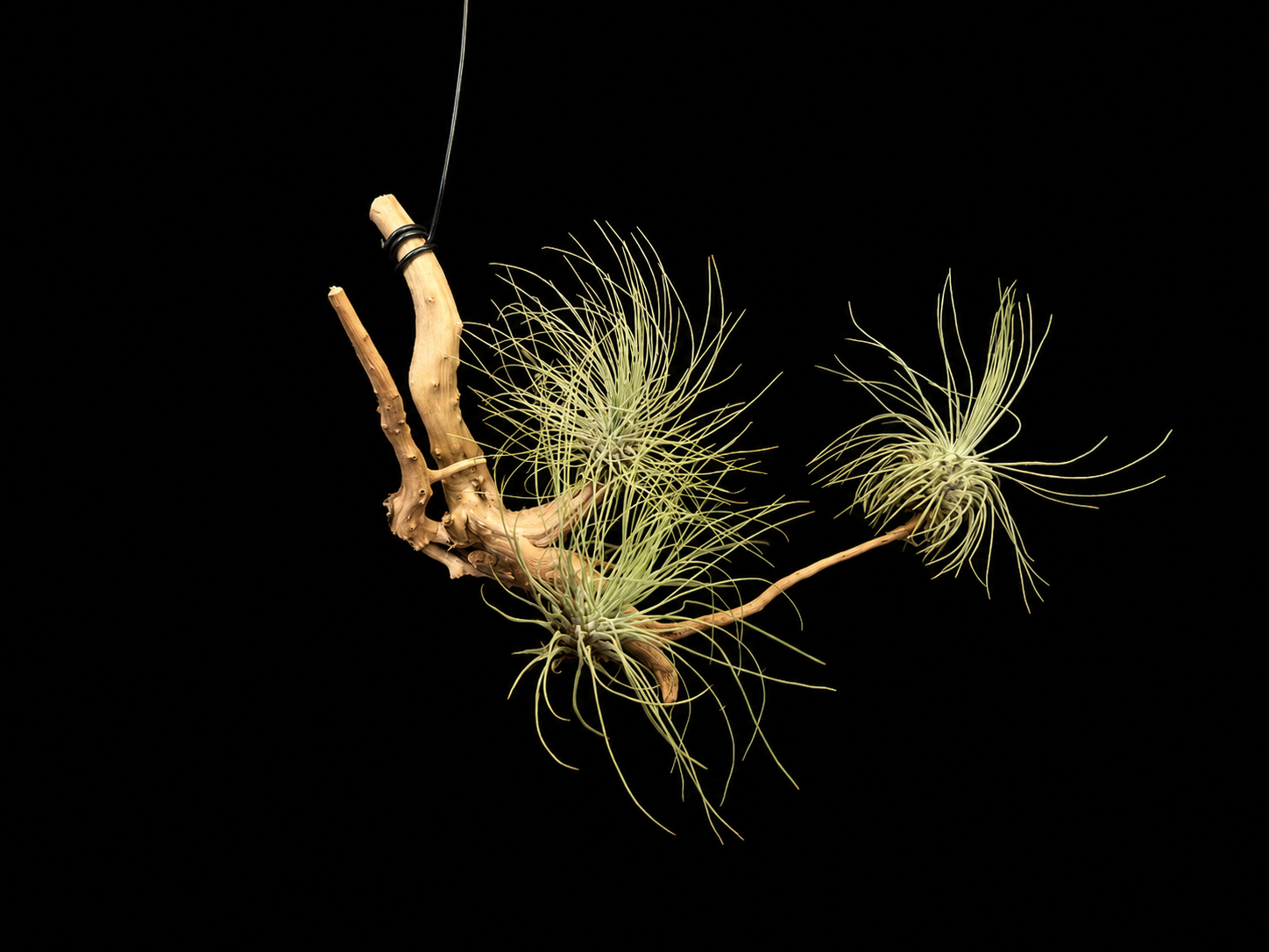 Hanging Fuchsii V. Gracilis Air Plant Mount