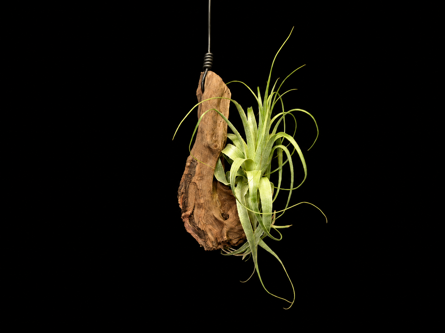 Hanging Gardneri ‘Hawaii’ Air Plant Mount