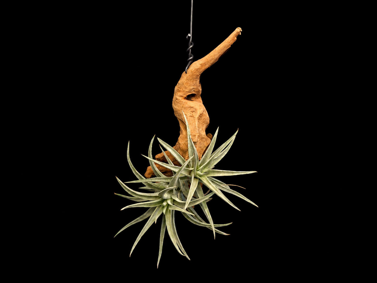 Hanging Harrisii Air Plant Mount #1