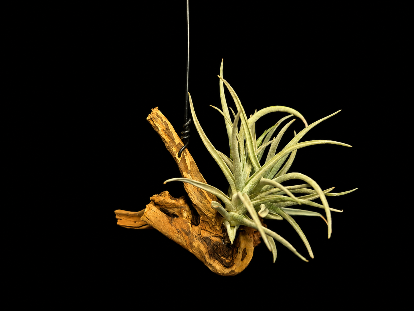 Hanging Harrisii Air Plant Mount
