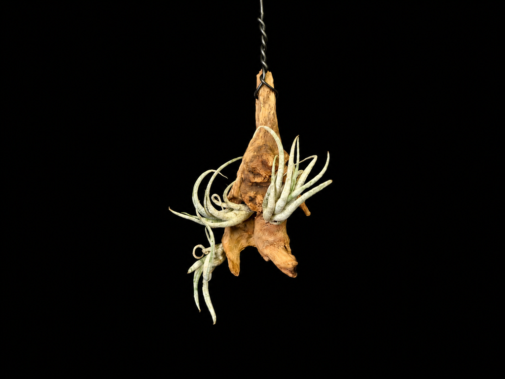Hanging Mitlaensis Air Plant Mount