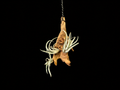 Hanging Mitlaensis Air Plant Mount