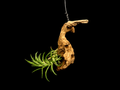 Hanging Neglecta Large Form Air Plant Mount