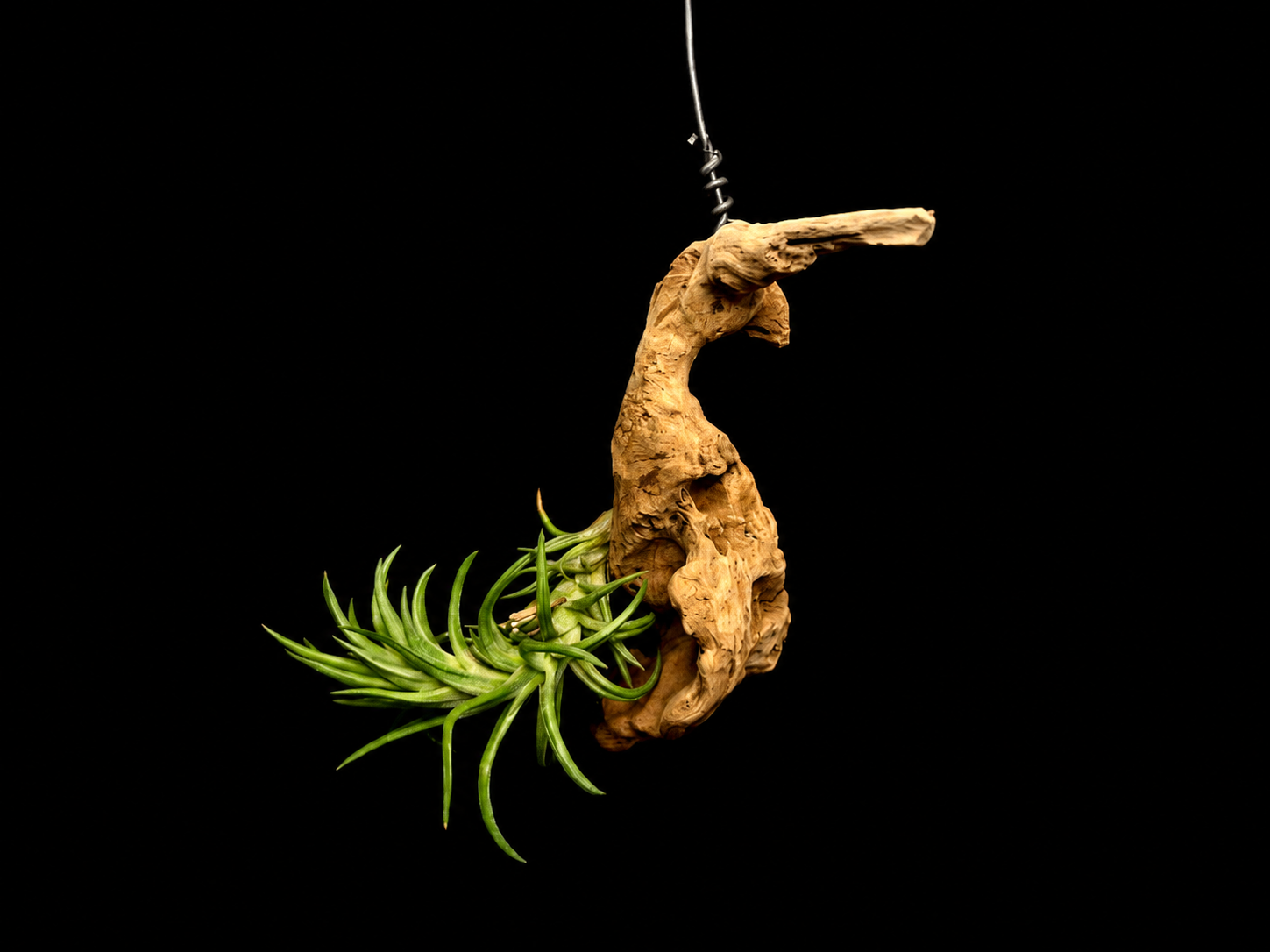 Hanging Neglecta Large Form Air Plant Mount