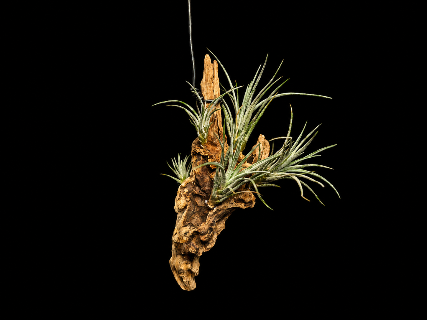 Hanging Pringlei Air Plant Mount #2