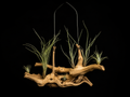 Hanging Pringlei Air Plant Mount #1