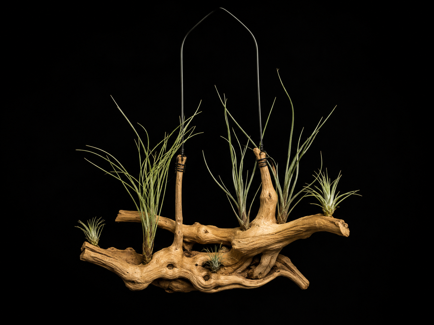 Hanging Pringlei Air Plant Mount #1