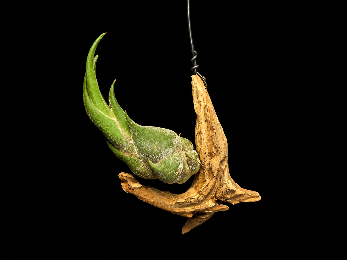 Hanging Seleriara Air Plant Mount