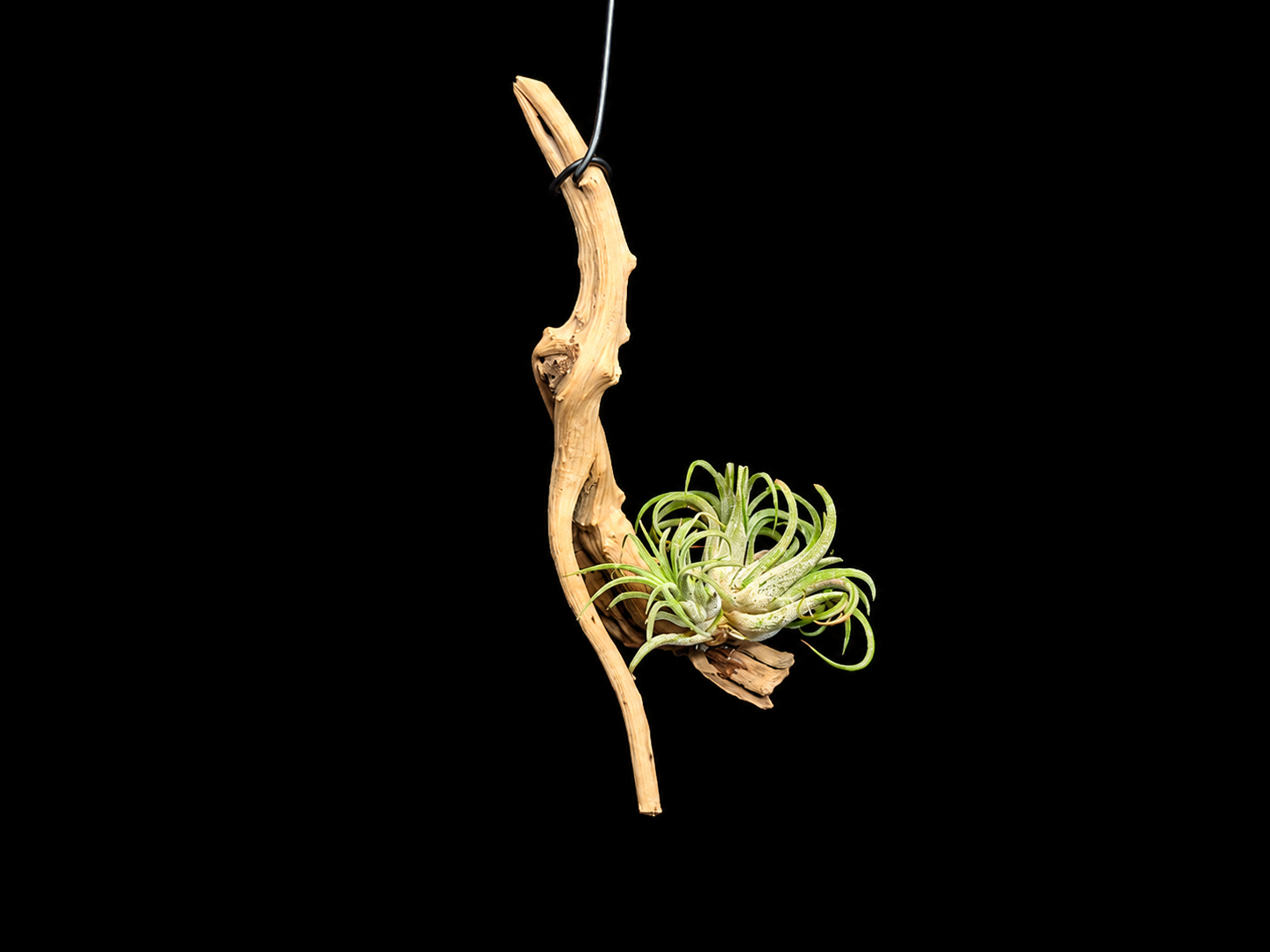 Hanging Ionantha Clump Air Plant Mount  works best for Shopify.
