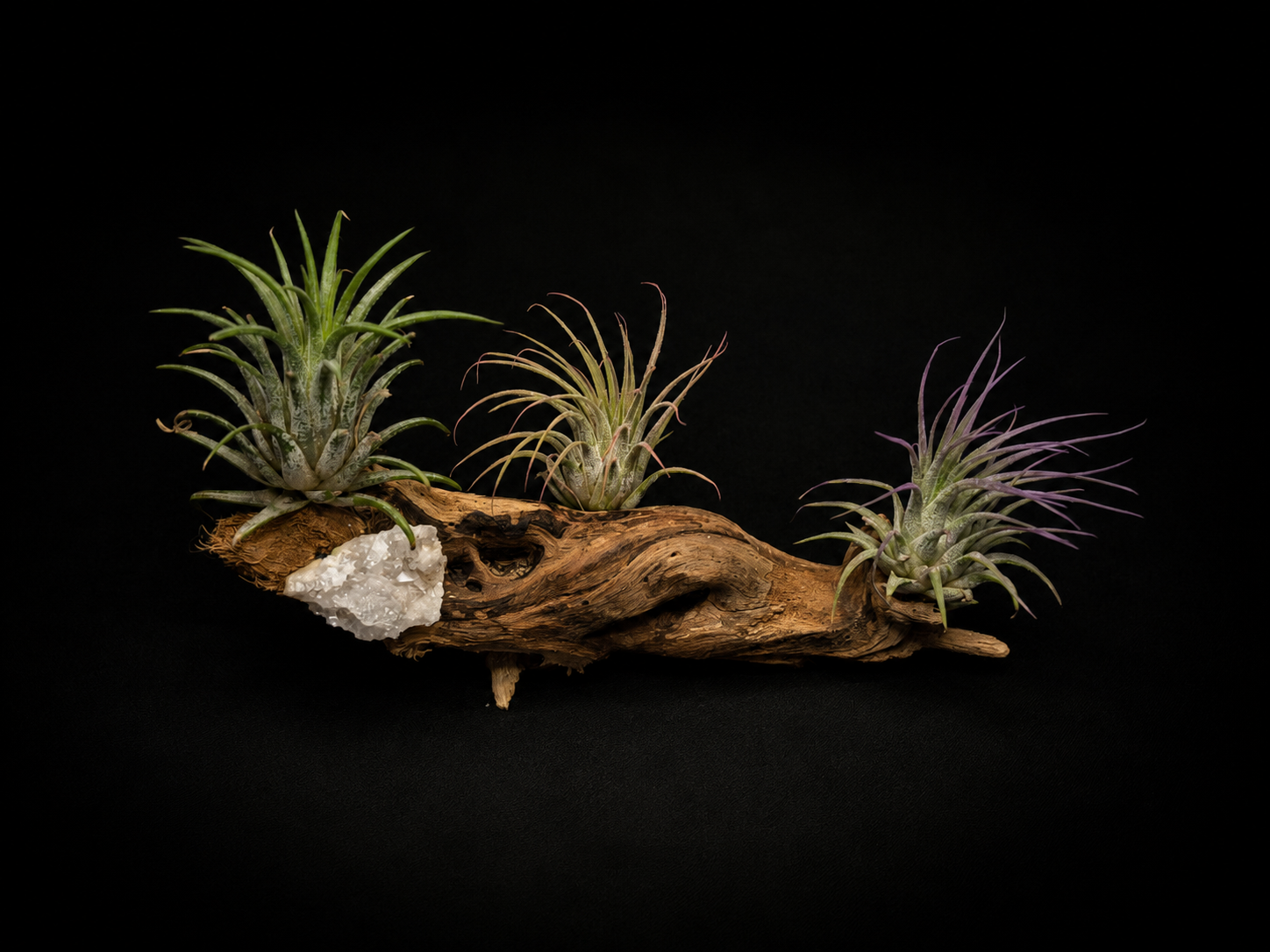 Ionantha Collector’s Driftwood Mount