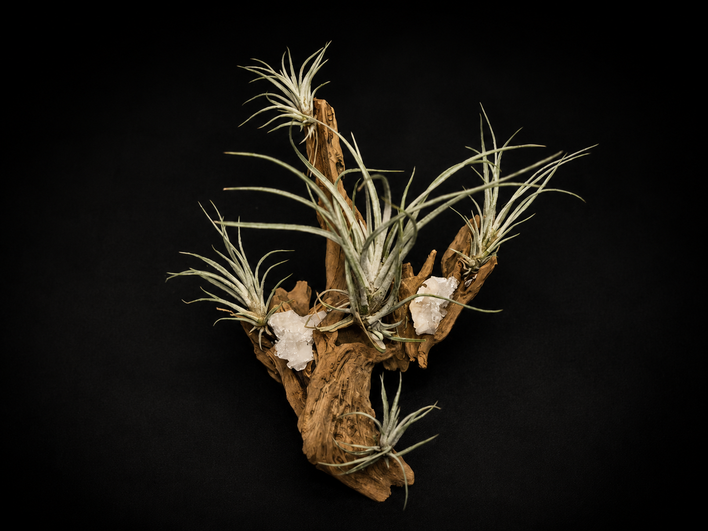 Pringlei Crystal Arrangement