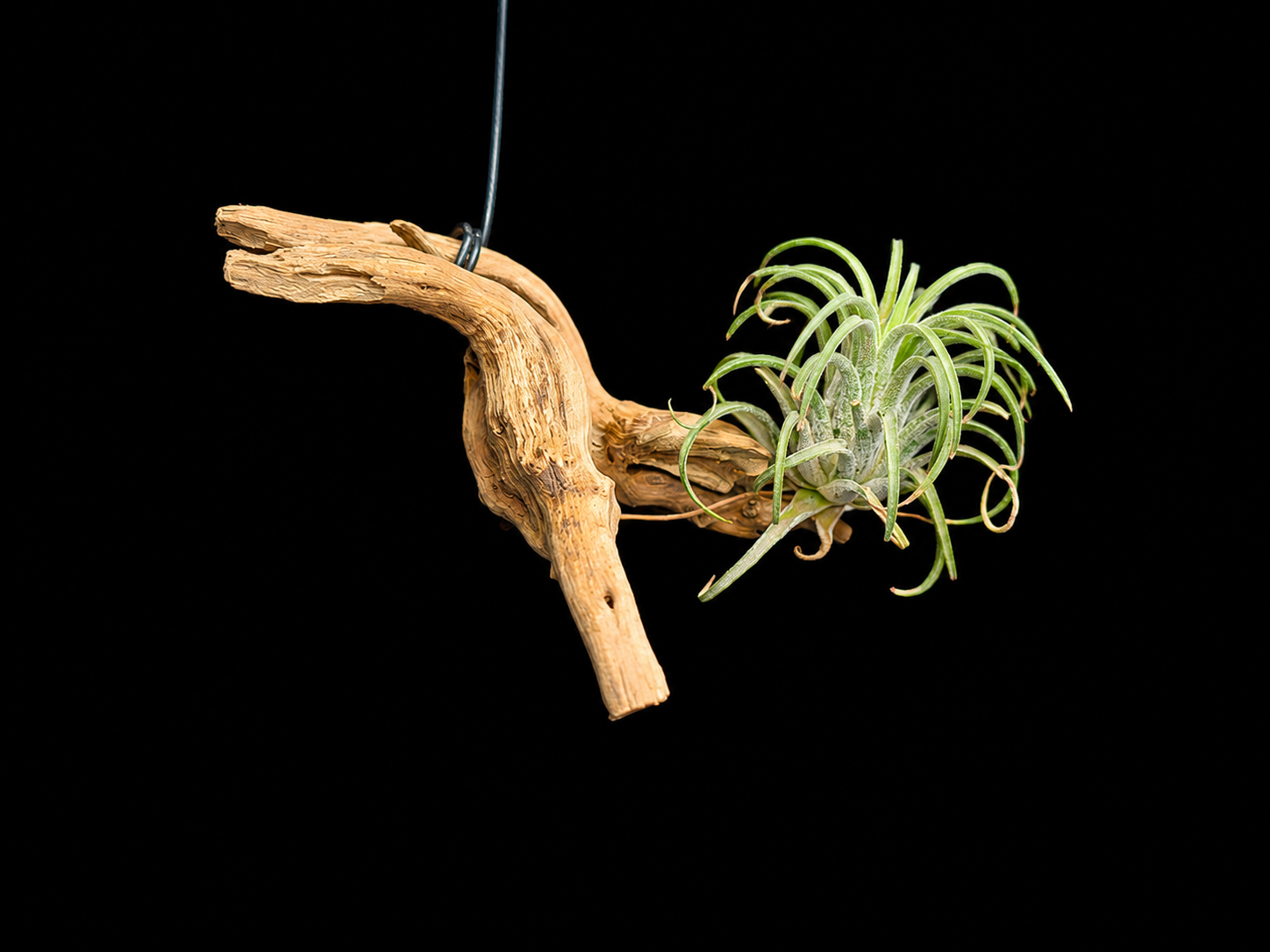 Hanging T. Ionantha #2 Air Plant Mount