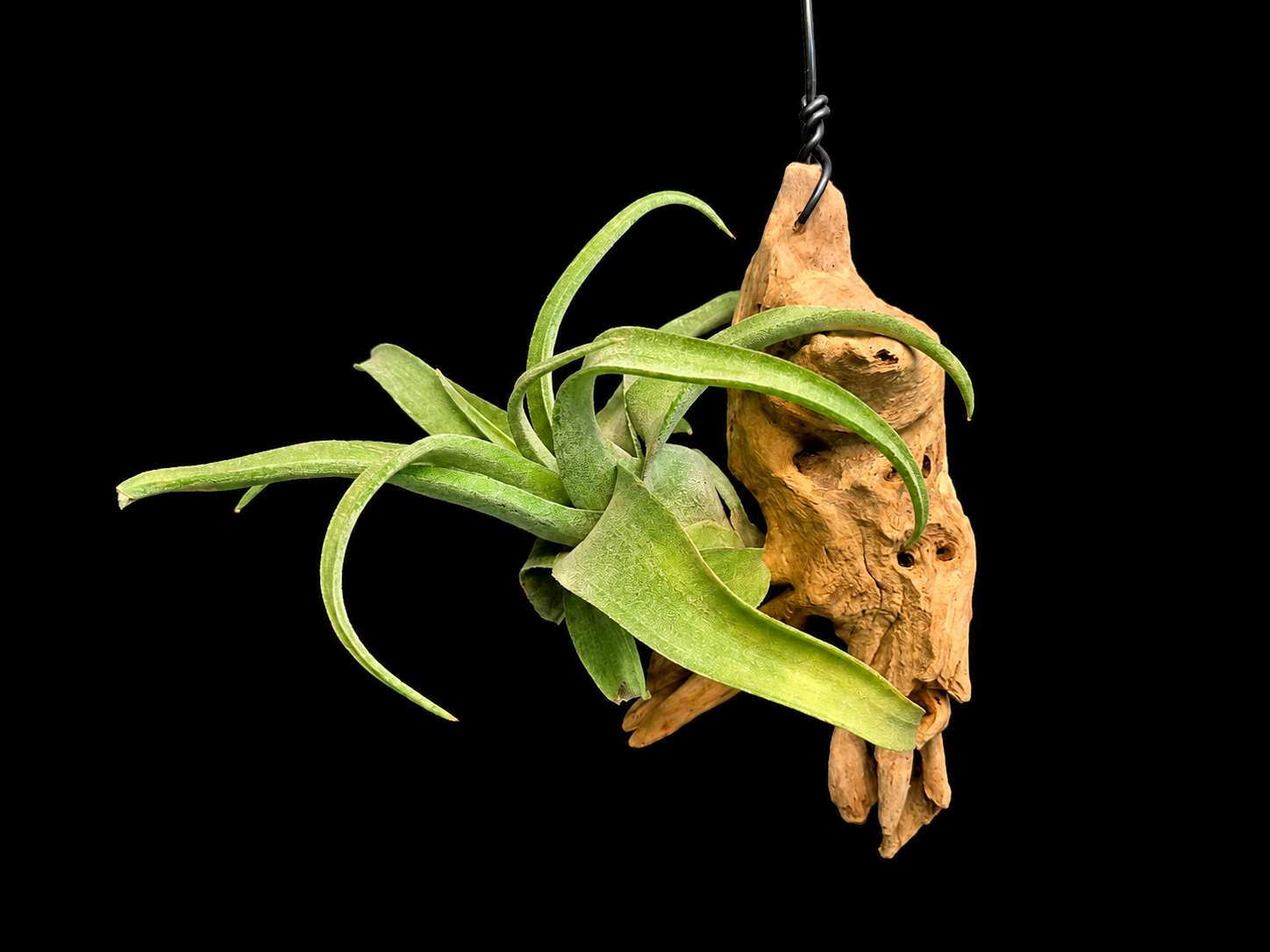Hanging Streptophylla Air Plant Mount
