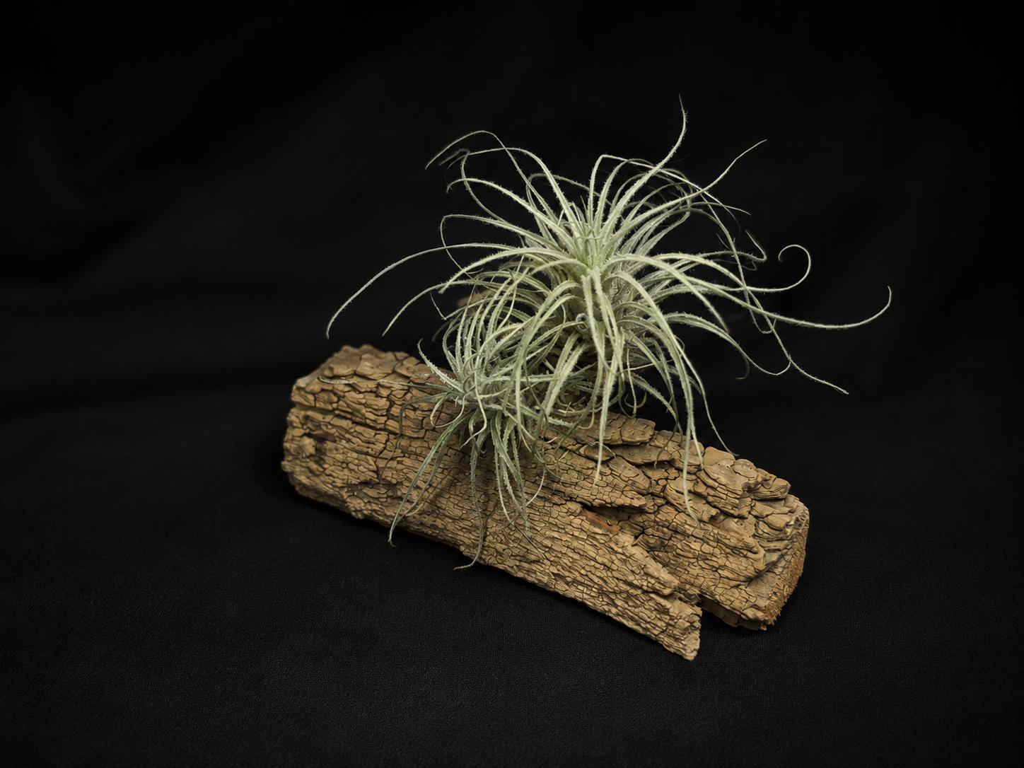 Tectorum Desert Air Plant Mount