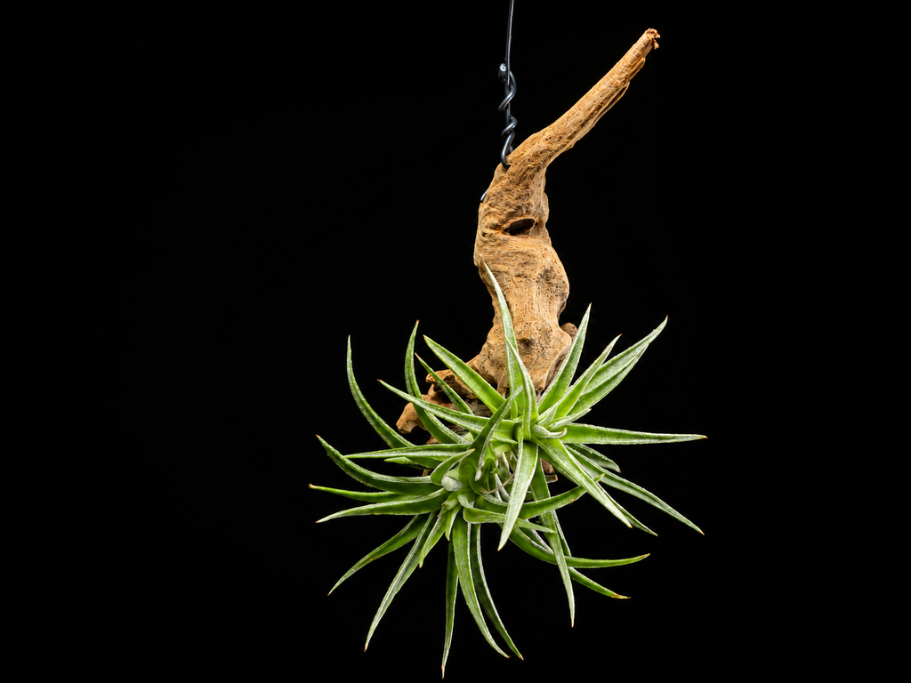 Hanging Harrisii Air Plant Mount #1