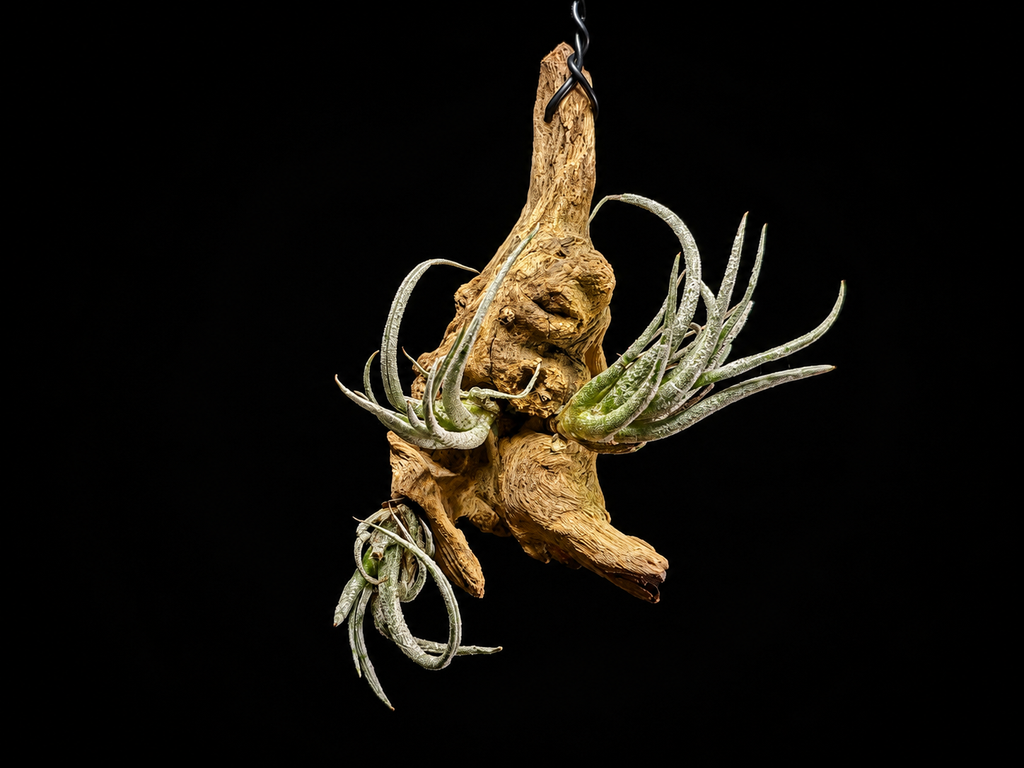 Hanging Mitlaensis Air Plant Mount