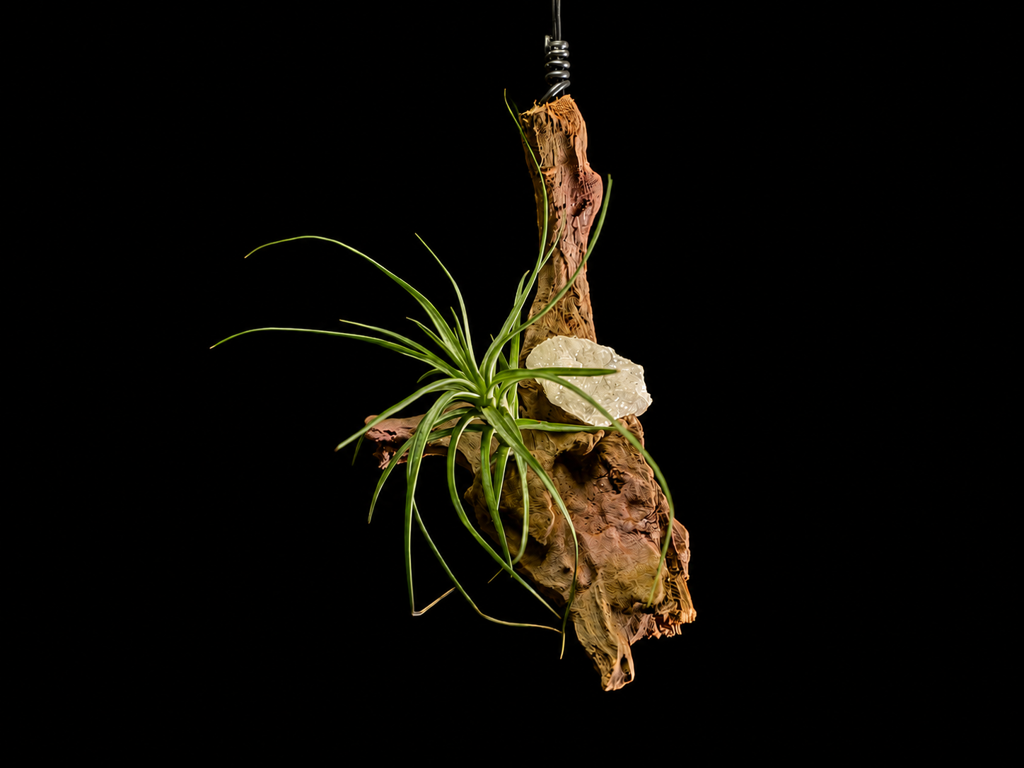 Stricta ‘Green’ Hanging Display