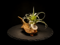 X Betty with Geode Tabletop Display