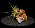 Tillandsia Aeranthos 'Mini Purple' with Geode Driftwood Display