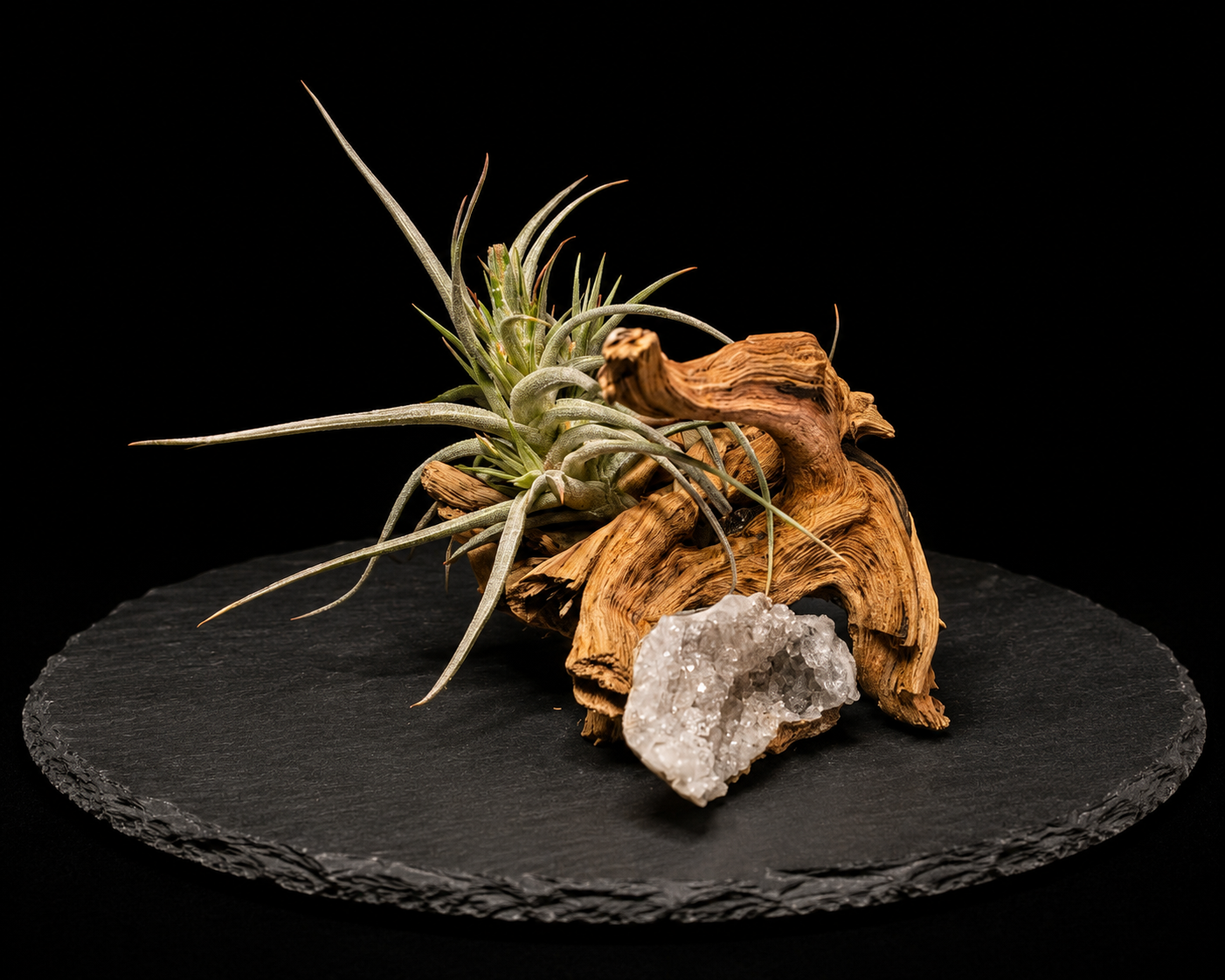 Tillandsia Aeranthos 'Mini Purple' with Geode Driftwood Display