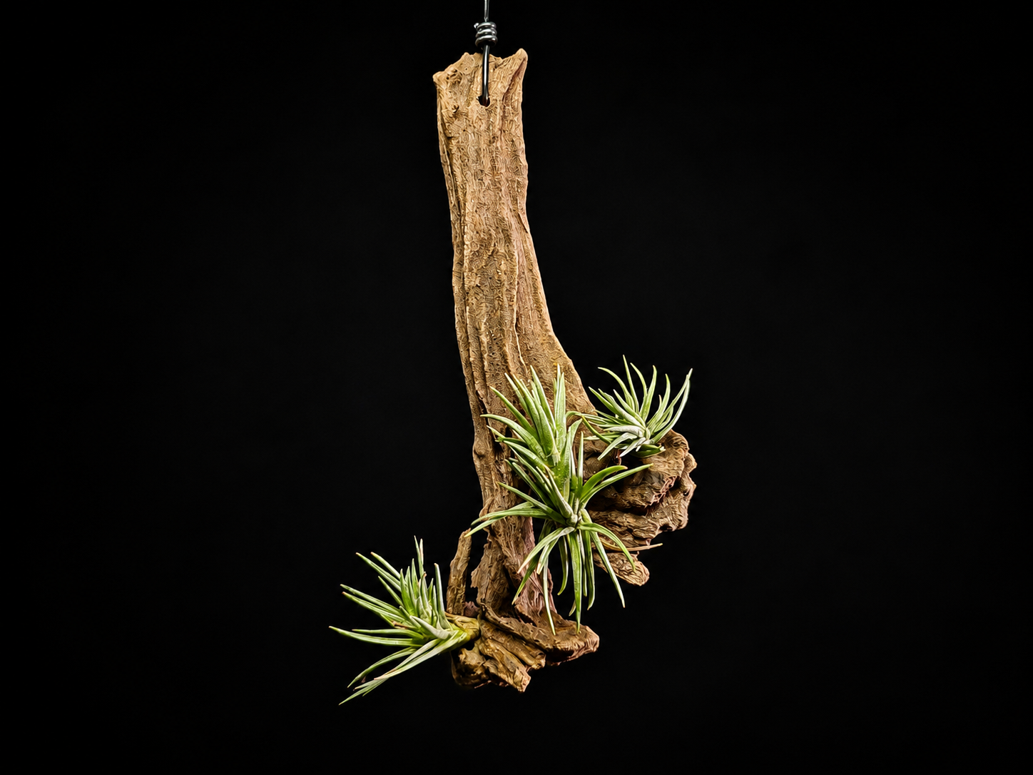 Hanging Araulei (Open Form) Air Plant Mount #2