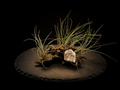 Bartramii with Geode Tabletop Display