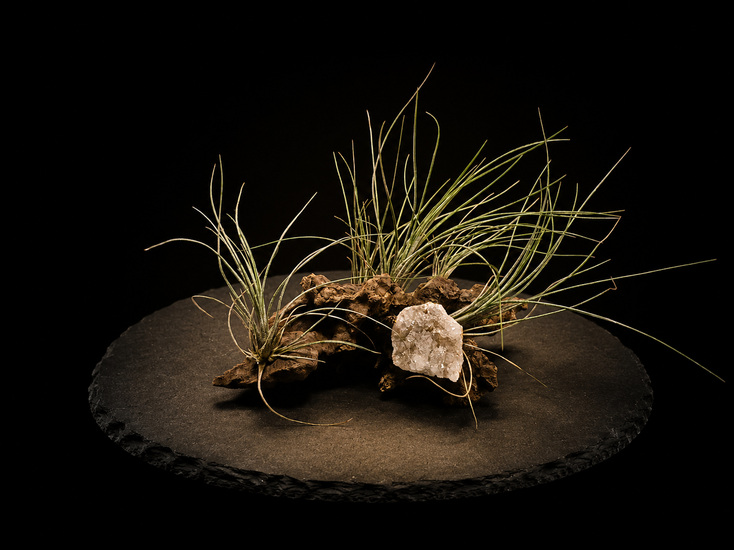 Bartramii with Geode Tabletop Display