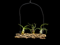 Bulbosa Hanging Display