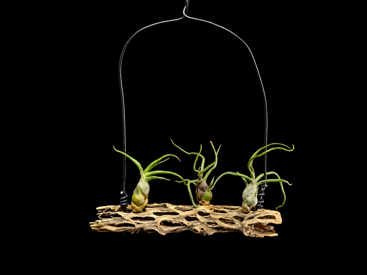 Bulbosa Hanging Display