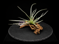 Calignosa with Amethyst Tabletop Display