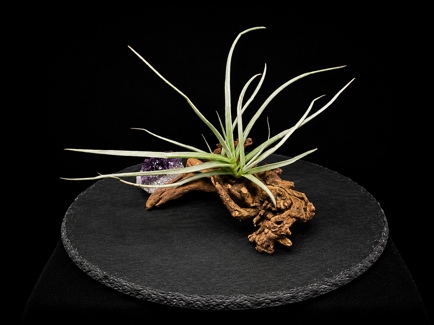 Calignosa with Amethyst Tabletop Display
